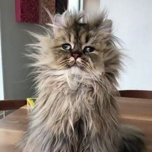 Meet your Posher, Connie